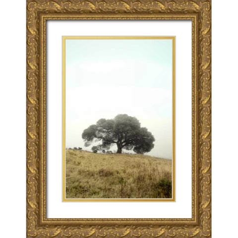 Oak Tree - 52 Gold Ornate Wood Framed Art Print with Double Matting by Blaustein, Alan