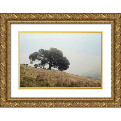 Oak Tree - 53 Gold Ornate Wood Framed Art Print with Double Matting by Blaustein, Alan