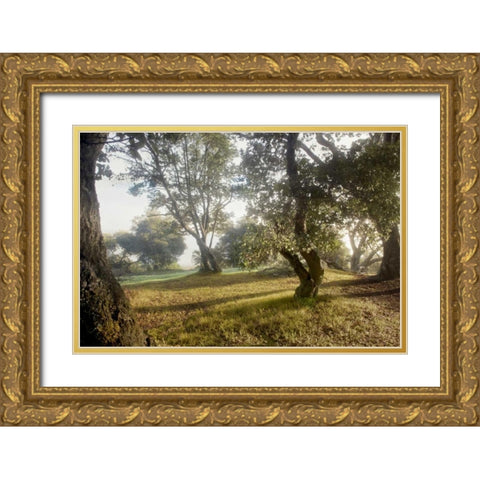 Oak Tree - 70 Gold Ornate Wood Framed Art Print with Double Matting by Blaustein, Alan