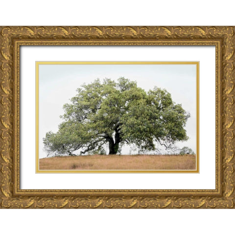 Oak Tree - 72 Gold Ornate Wood Framed Art Print with Double Matting by Blaustein, Alan