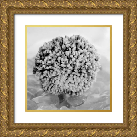 Crystal Cove - 43 Gold Ornate Wood Framed Art Print with Double Matting by Blaustein, Alan