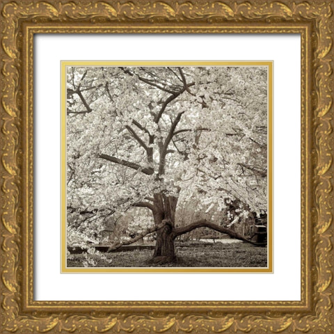 Hampton Magnolia - 2 Gold Ornate Wood Framed Art Print with Double Matting by Blaustein, Alan