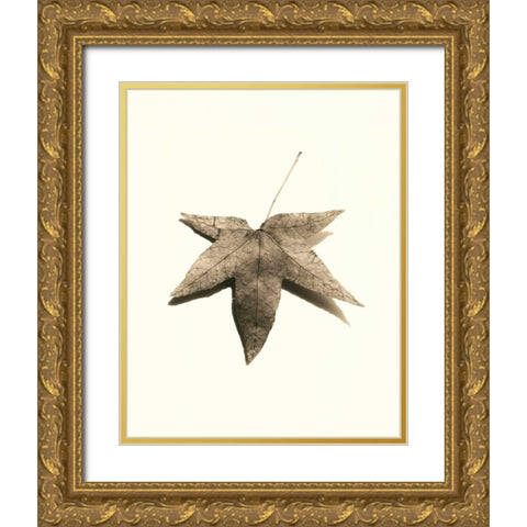 Japanese Maple Gold Ornate Wood Framed Art Print with Double Matting by Blaustein, Alan