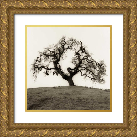 Hillside Oak Tree Gold Ornate Wood Framed Art Print with Double Matting by Blaustein, Alan