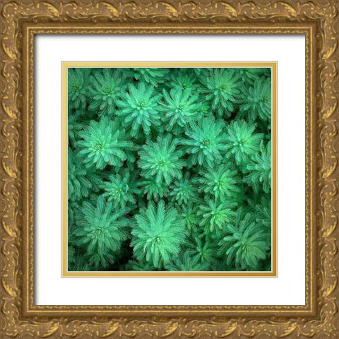 Sea Green Gold Ornate Wood Framed Art Print with Double Matting by Bell, Jan