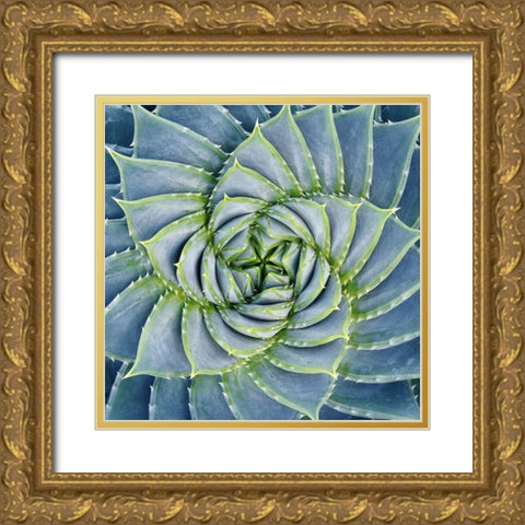 Spiral Succulent Gold Ornate Wood Framed Art Print with Double Matting by Bell, Jan