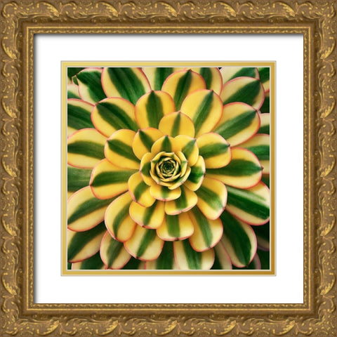 Striped Succulent Gold Ornate Wood Framed Art Print with Double Matting by Bell, Jan