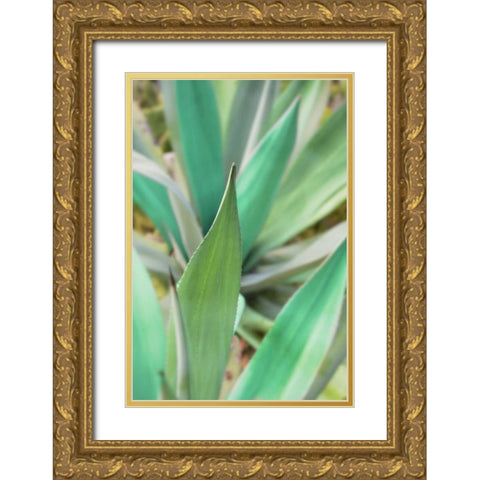 Agave Succulent #3 Gold Ornate Wood Framed Art Print with Double Matting by Blaustein, Alan