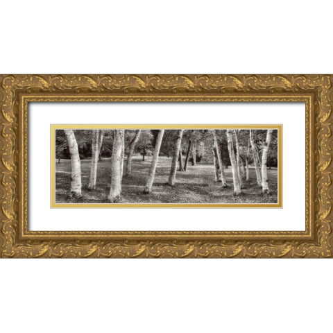 Birch Trees No.1 Gold Ornate Wood Framed Art Print with Double Matting by Blaustein, Alan