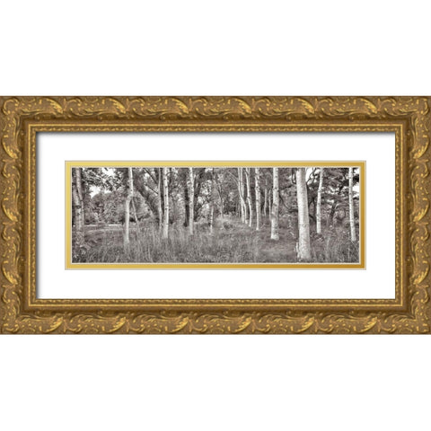 Birch Trees No.2 Gold Ornate Wood Framed Art Print with Double Matting by Blaustein, Alan