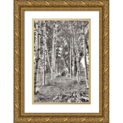 Birch Trees No.3 Gold Ornate Wood Framed Art Print with Double Matting by Blaustein, Alan