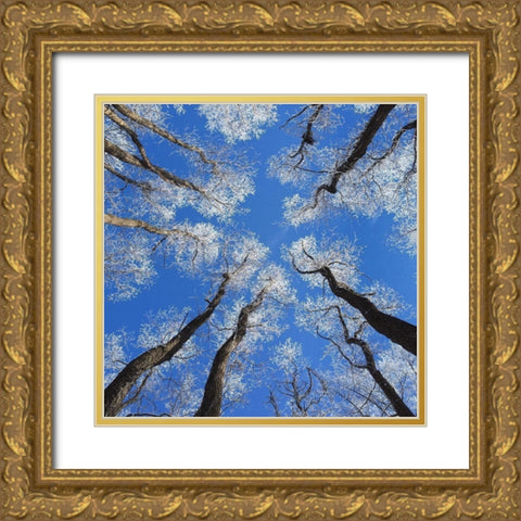 Reaching Skyward Gold Ornate Wood Framed Art Print with Double Matting by Bell, Jan
