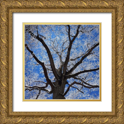 Snow Covered Tree Gold Ornate Wood Framed Art Print with Double Matting by Bell, Jan