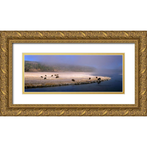 Bison Along the Firehole Gold Ornate Wood Framed Art Print with Double Matting by Becia, Jim