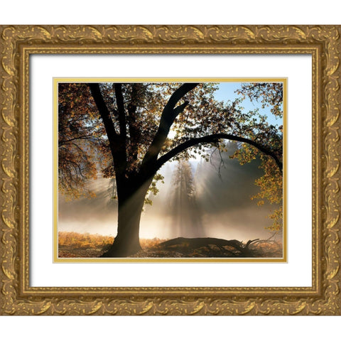 Sunrays Through the Fog Gold Ornate Wood Framed Art Print with Double Matting by Becia, Jim