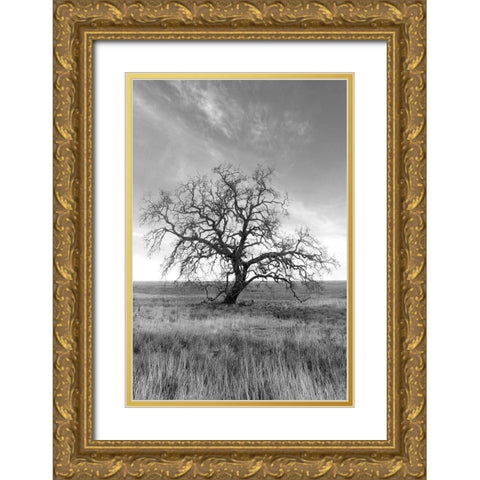 Coastal Oak Series No. 12 Gold Ornate Wood Framed Art Print with Double Matting by Blaustein, Alan