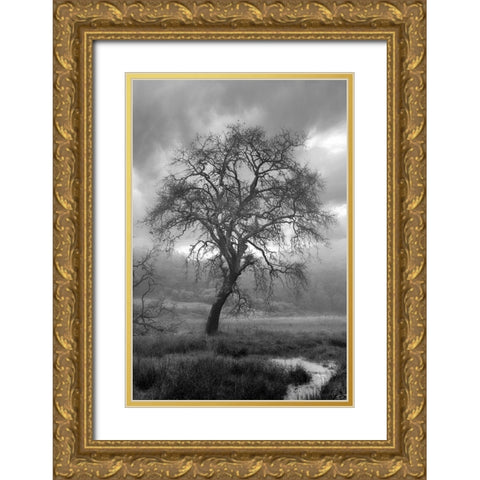 Coastal Oak Series No. 13 Gold Ornate Wood Framed Art Print with Double Matting by Blaustein, Alan