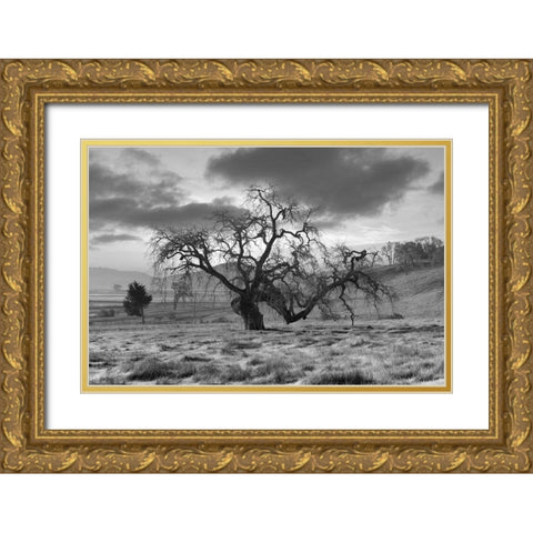 Coastal Oak Series No. 46 Gold Ornate Wood Framed Art Print with Double Matting by Blaustein, Alan