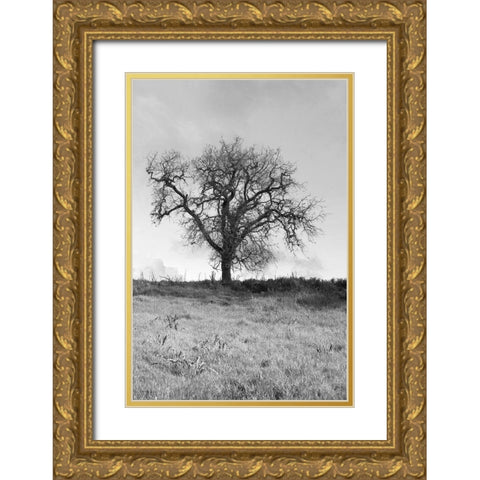 Coastal Oak Series No. 30 Gold Ornate Wood Framed Art Print with Double Matting by Blaustein, Alan