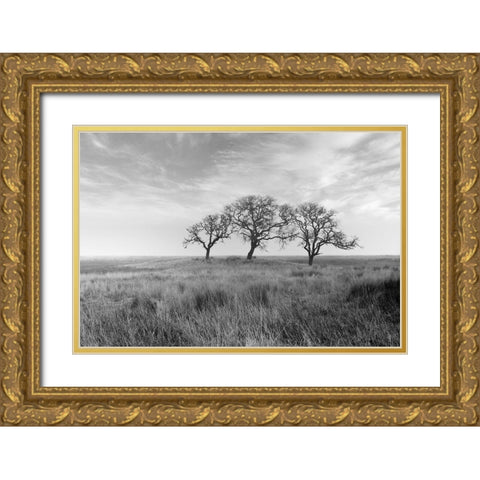 Coastal Oak Series No. 40 Gold Ornate Wood Framed Art Print with Double Matting by Blaustein, Alan