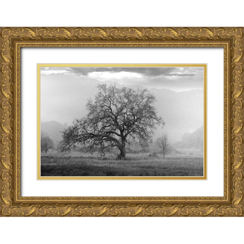 Coastal Oak Series No. 41 Gold Ornate Wood Framed Art Print with Double Matting by Blaustein, Alan