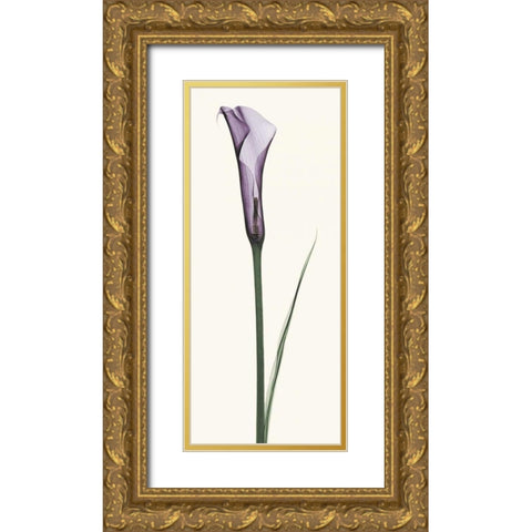 Calla Lily Gold Ornate Wood Framed Art Print with Double Matting by Coop, Robert