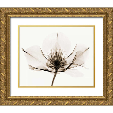 Hellebore I Gold Ornate Wood Framed Art Print with Double Matting by Coop, Robert