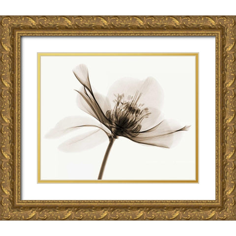 Hellebore II Gold Ornate Wood Framed Art Print with Double Matting by Coop, Robert