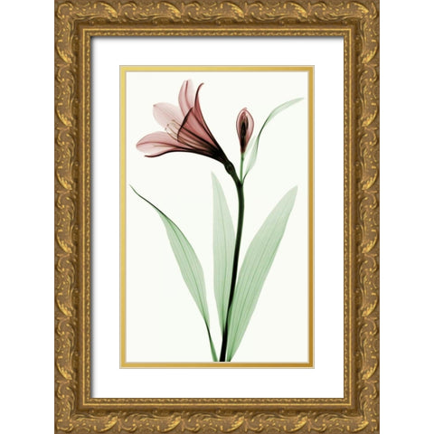 Lily I Gold Ornate Wood Framed Art Print with Double Matting by Coop, Robert