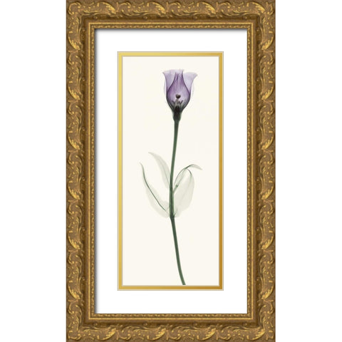 Lisianthus Gold Ornate Wood Framed Art Print with Double Matting by Coop, Robert