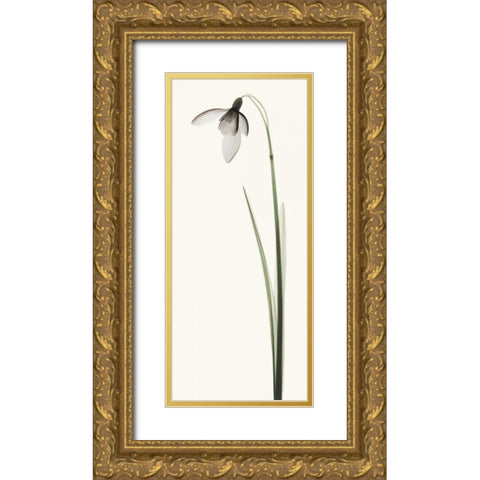 Snowdrop I Gold Ornate Wood Framed Art Print with Double Matting by Coop, Robert