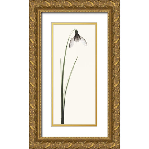 Snowdrop II Gold Ornate Wood Framed Art Print with Double Matting by Coop, Robert