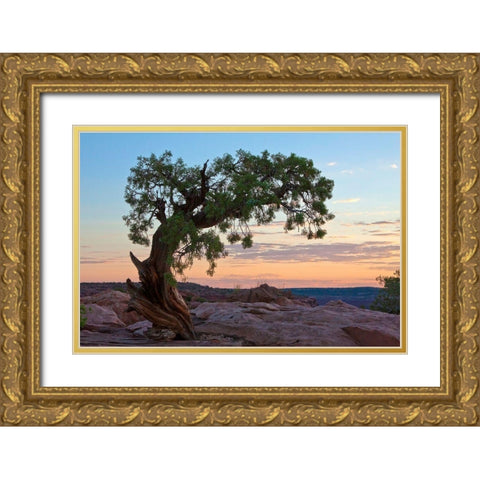 Ancient Tree Gold Ornate Wood Framed Art Print with Double Matting by Cannon, George