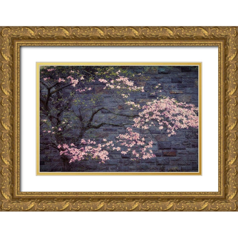 Dogwood in Pink Gold Ornate Wood Framed Art Print with Double Matting by Cannon, George