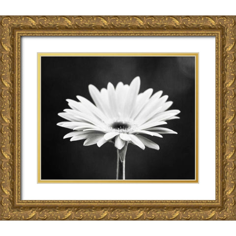 Daisy Gold Ornate Wood Framed Art Print with Double Matting by Cochrane, Carolyn