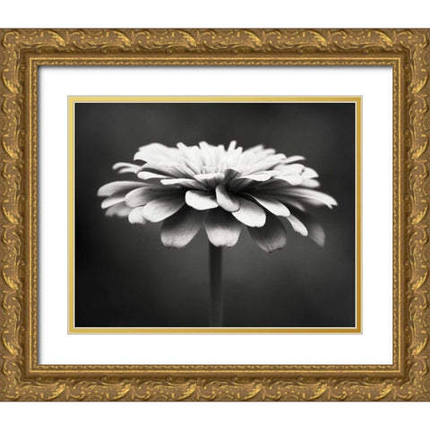 Spellbinding Gold Ornate Wood Framed Art Print with Double Matting by Cochrane, Carolyn