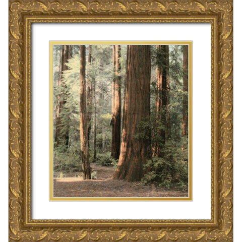 Redwoods 2 Gold Ornate Wood Framed Art Print with Double Matting by Culver, Laura