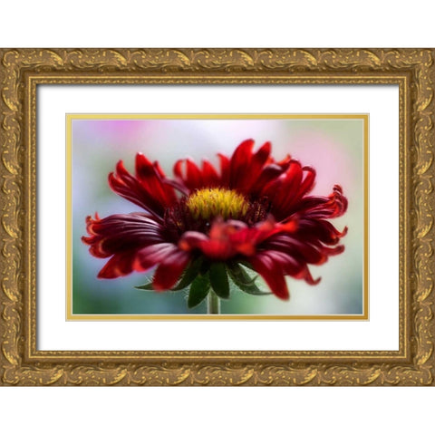 Flame Gold Ornate Wood Framed Art Print with Double Matting by Disher, Mandy