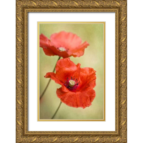 Papaver Passion Gold Ornate Wood Framed Art Print with Double Matting by Disher, Mandy