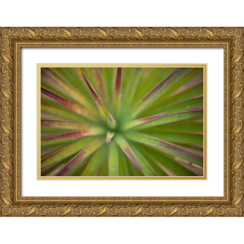 Arizona Monocot Gold Ornate Wood Framed Art Print with Double Matting by France, Todd