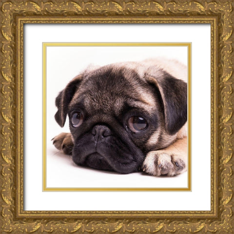 Sad Sack Pug Gold Ornate Wood Framed Art Print with Double Matting by Fielding, Edward M.