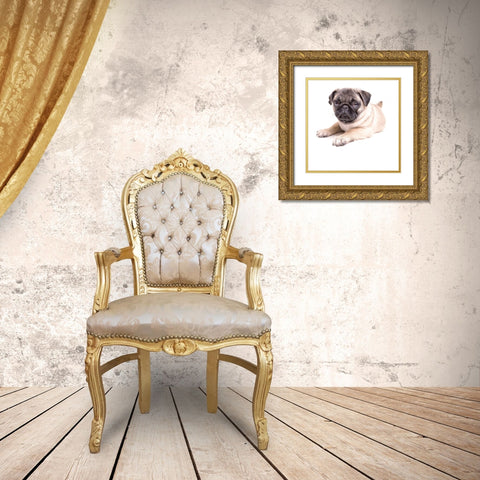 Cute Pug Puppy Gold Ornate Wood Framed Art Print with Double Matting by Fielding, Edward M.