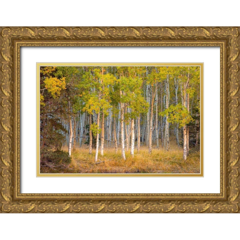 June Lake Aspen Gold Ornate Wood Framed Art Print with Double Matting by Gavrilis, John