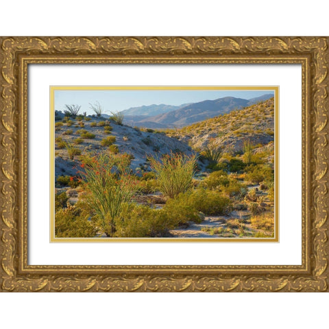 Desert Ocotillo Landscape Gold Ornate Wood Framed Art Print with Double Matting by Gavrilis, John