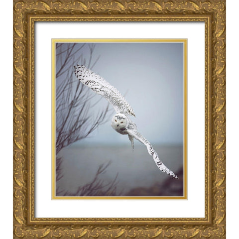 Snowy Owl In Flight Gold Ornate Wood Framed Art Print with Double Matting by Grippo-Pike, Carrie Ann