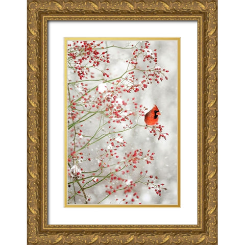 Red Cardinal in the Red Berries Gold Ornate Wood Framed Art Print with Double Matting by Grippo-Pike, Carrie Ann