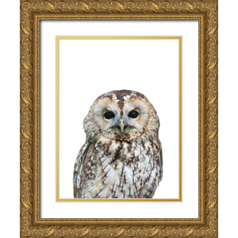Owl Gold Ornate Wood Framed Art Print with Double Matting by Greer, Lexie
