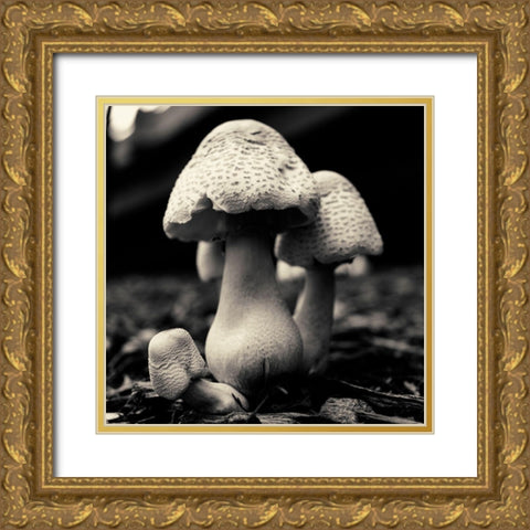 Mushroom No. 3 Gold Ornate Wood Framed Art Print with Double Matting by Horsfall, Gary