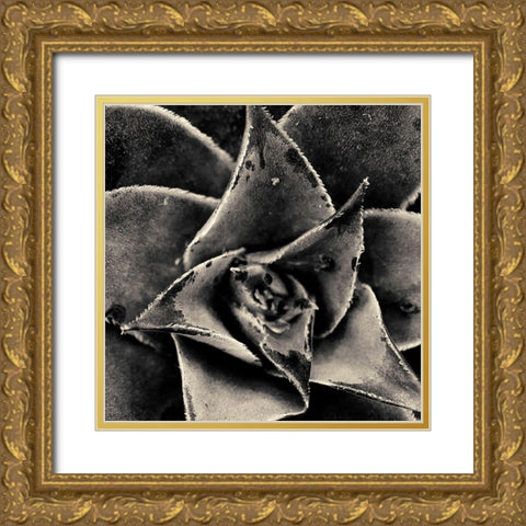 Seattle Succulents Gold Ornate Wood Framed Art Print with Double Matting by Horsfall, Gary