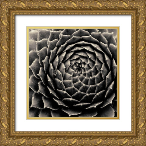 Succulent Gold Ornate Wood Framed Art Print with Double Matting by Horsfall, Gary